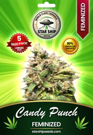 Candy Punch Strain Feminized Marijuana Seeds