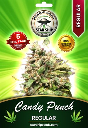 Candy Punch Strain Regular Marijuana Seeds