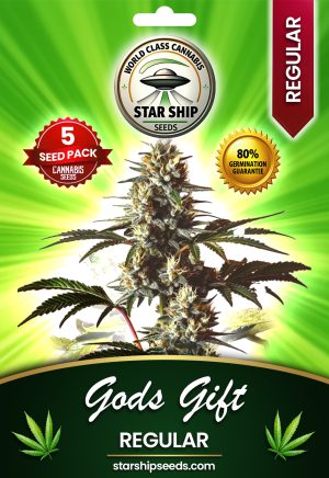 God's Gift Strain Regular Marijuana Seeds