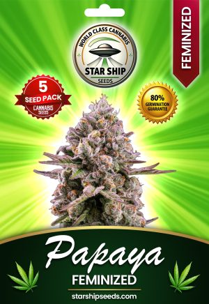 Papaya Strain Feminized Marijuana Seeds