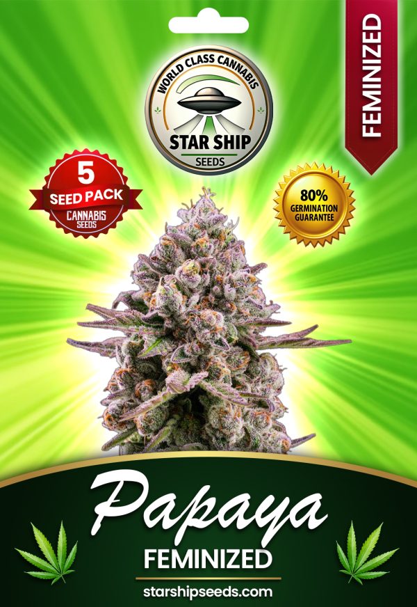 Papaya Strain Feminized Marijuana Seeds