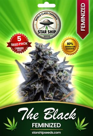 The Black Strain Feminized Marijuana Seeds