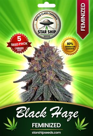 Black Haze Feminized Marijuana Seeds