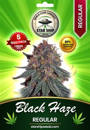 Black Haze Regular Marijuana Seeds