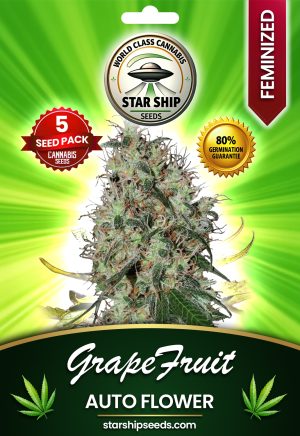 Grapefruit Autoflowering Marijuana Seeds